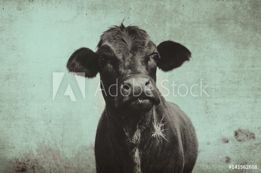 Bild på Cute angus cow on farm with vintage grunge effect  Black heifer face against rural sky great for background or print